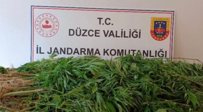 Düzce'de jandarmadan uyuşturucu operasyonu