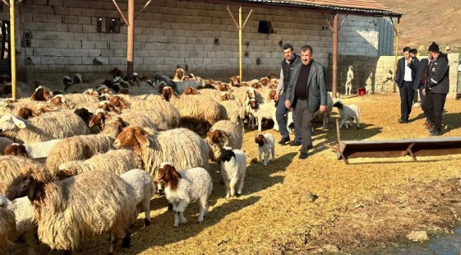 Depremden etkilenen yetiştiricilere 43 bin küçükbaş hayvan