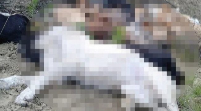 Bilecik Pazaryeri'nde şüpheli köpek ölümlerine 4 gözaltı