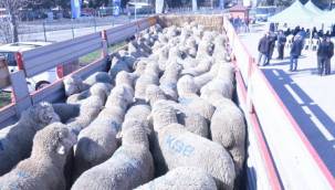 Kocaeli'den üreticiye koç ve teke desteği