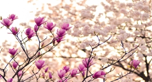 BM İnsan Hakları Yüksek Komiseri Türk'ten nevruz mesajı