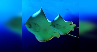 SEA LIFE Dünya Su Günü’nde okyanusların korunmasına çağrı yapıyor