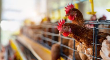 DSÖ: İlk kez bir kişi H5N2 kuş gribinden yaşamını yitirdi