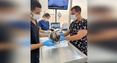 Balıkesir'de tedavisi tamamlanan kedi doğal ortamına salındı