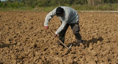 İnce: Türkiye’nin salçalık domates üretiminin merkezi olan Karacabey’de çiftçiler mağdur