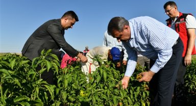 Şanlıurfa Valisi Şıldak biber hasadına katıldı