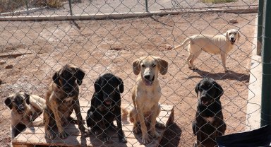 Türkiye’nin kedi köpek maması ihracatı 73 milyon dolara yükseldi