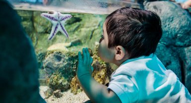 LEGOLAND® Discovery Centre, SEA LIFE ve Madame Tussauds ile okula neşeli bir başlangıç