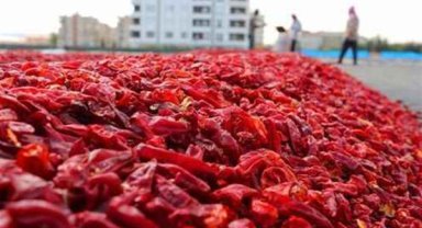 Şanlıurfa'da Urfa İsot Hasadı