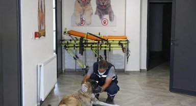Diyarbakır'da kanserle mücadele eden sokak köpeğine kemoterapi tedavisi