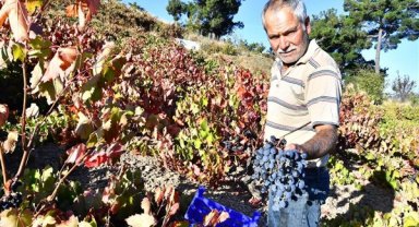 İzmir Büyükşehir Belediyesi 10 ton Kavacık üzümü dağıtıyor