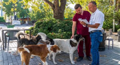 İzmir’de sahipsiz köpeklerin sayımı başladı