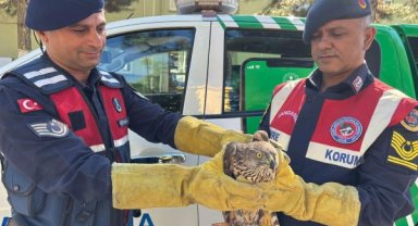 Malatya'da yaralı halde bulunan yabani Kızıl Şahin koruma altına alındı