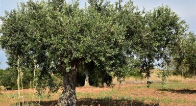 Mardin'de Derik zeytini hasadı başladı