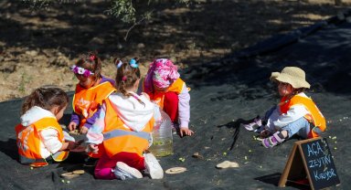Öğrenciler, Şakran'da zeytin hasadı yaptı