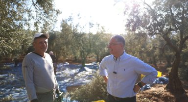 Başkan Dalgıç, zeytin hasadına katıldı