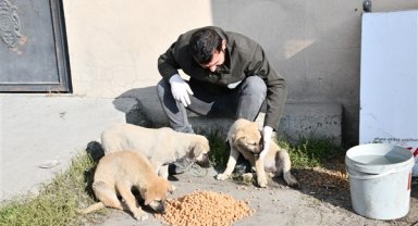 Esenyurt Belediyesi, sokak hayvanları için mama ve su desteğini sürdürüyor