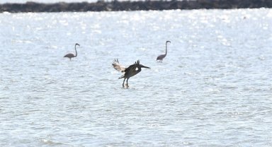 İzmir Doğal Yaşam Parkı'nda yaban hayatın sakinleri tedavi görüyor