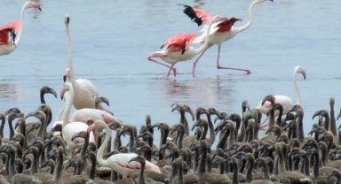 Gazeteci ve fotoğraf sanatçısı Esat Erçetingöz’ün objektifinden “Flamingo Adası”