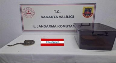 Sakarya’da kraliyet pitonu ele geçirildi
