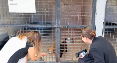 Konak'ta 4 köpek yuvasına kavuştu