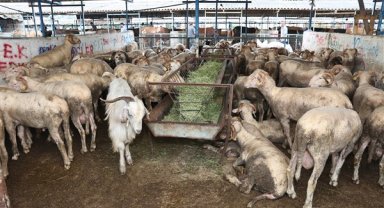 Nilüfer Belediyesi, Kurban Bayramı hazırlıklarını tamamladı
