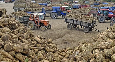 Ankara Şeker Fabrikası 14 bin ton pancar kuyruğu satacak