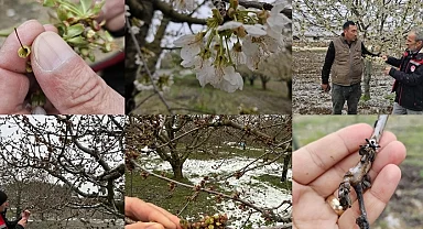 Zirai don mağduru çiftçilere destek müjdesi... 65 ilde 16 ürün için ödemeler başlıyor
