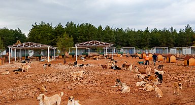 Antalya’da sahipsiz köpekler için doğal yaşam alanı genişletildi