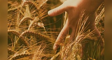 Ata Tohumu Ahmet Buğdayı Projesi tamamlandı