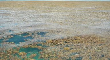 Bilim insanları, dünya çapında deniz yosunu patlaması konusunda uyarıyor