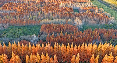 Çin’in orman örtüsü oranı yüzde 25’i geçti