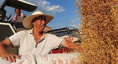 Çin’in tahıl üretimi iki yıldır 700 milyon tonun üzerinde seyrediyor