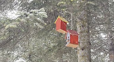 Çorum'da çocuklar doğaya kuş evleri bıraktı