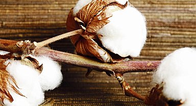 DCT Trading'ten pamuk ihracatı