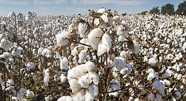 DCT Trading'ten pamuk satışı