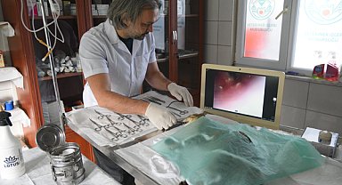 Giresun’da sokak hayvanları için sağlık yatırımı