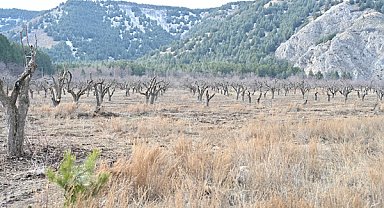 Gölcük Tabiat Parkı’ndaki elma bahçeleri yeniden üretime kazandırılıyor