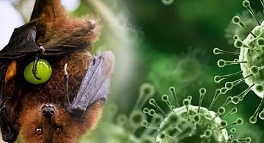 Hindistan'da Nipah virüsü salgını alarmı