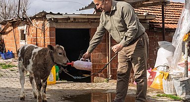 İzmir’de 3 bin 500 hayvancılık işletmesine buzağı kiti desteği sağlandı