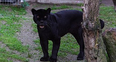 İzmir Doğal Yaşam Parkı’ndaki Jaguar Juliet hayatını kaybetti