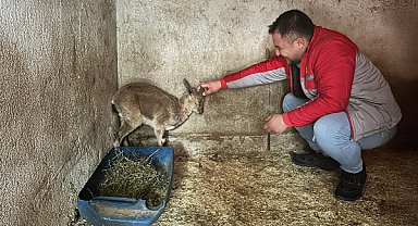 Kumluca'da bitkin halde bulunan yaban keçisini tedavi altına alındı