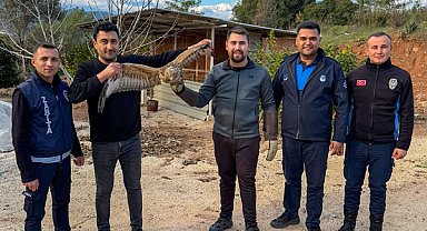 Kumluca’da yaralı halde bulunan atmaca tedavi edildi