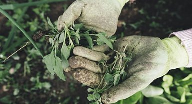 TÜİK - Tarım ürünleri üretici fiyat endeksi yıllık yüzde 36,01 arttı