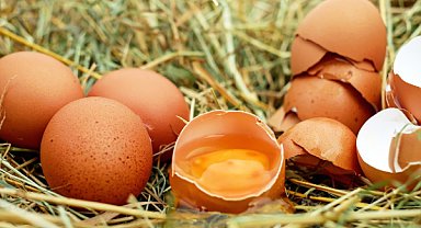 TÜİK - Tavuk eti üretimi 233 bin 887 ton, tavuk yumurtası üretimi 1,77 milyar adet oldu