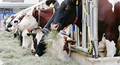 TÜİK- Ticari süt işletmelerince 863 bin 651 ton inek sütü toplandı