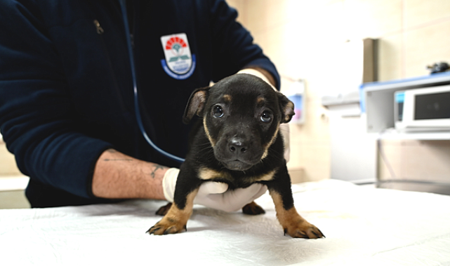 Yalova'da 5 yavru köpeğin tedavi ve bakımı tamamlandı