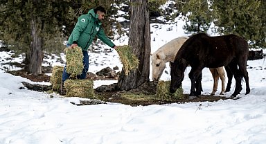 Büyükşehir ekipleri Toros Dağları’ndaki yılkı atlarını besledi 