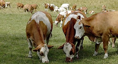 DMM: ''Büyükbaş hayvan sayısında hayalet artış'' iddiaları dezenformasyondur