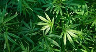 NYT, marihuananın yasalaştırılmasını önce destekledi, sonra geri adım attı